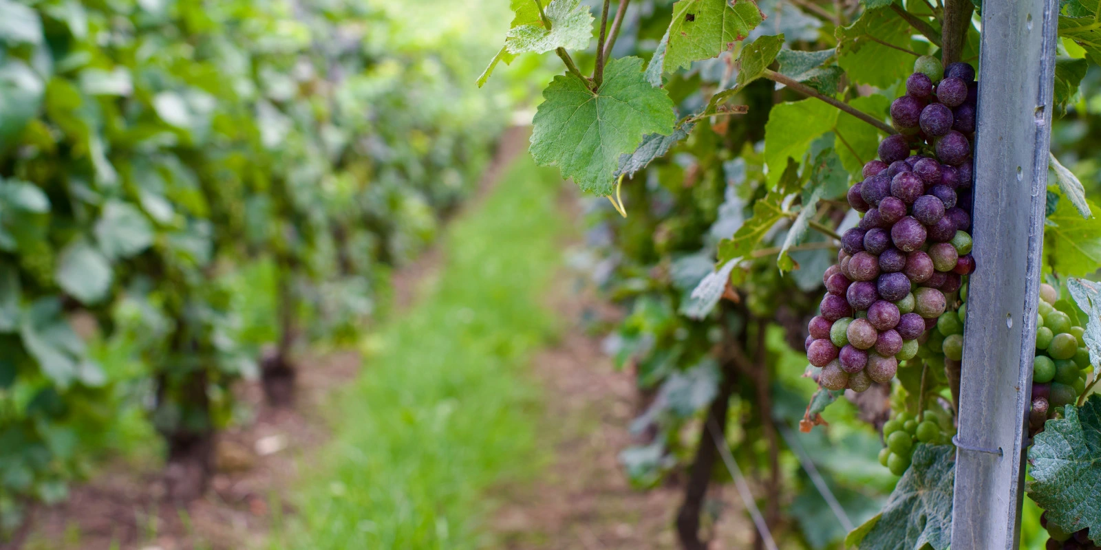 BTSA GDEA à Vesoul : Découvrez la Formation