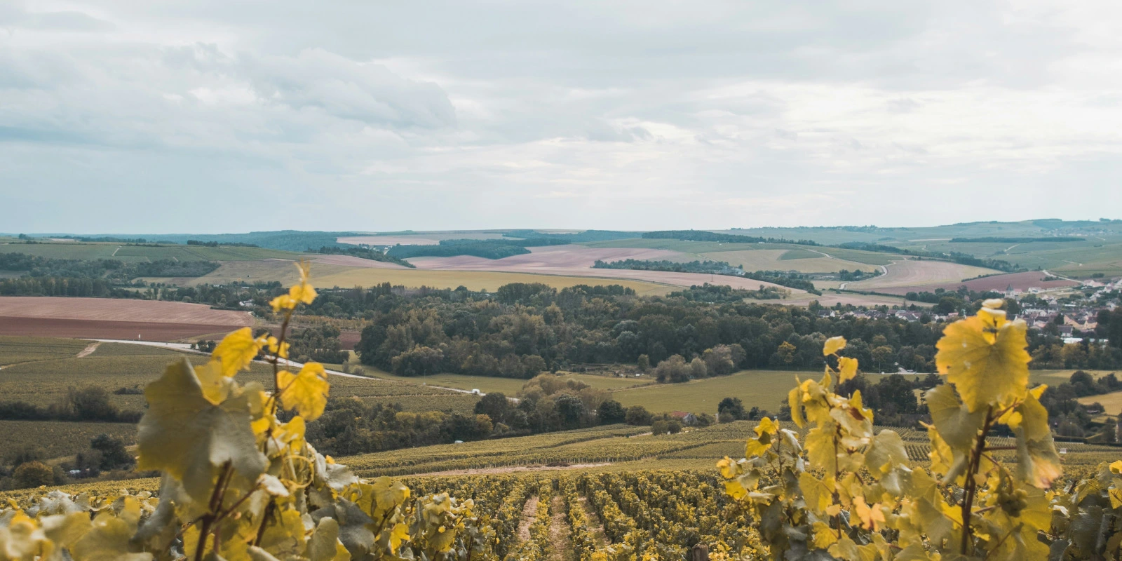 Exemple Tecad pour le BTSA GDEA : Ressources et Conseils